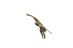 red kite