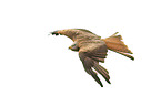 red kite