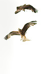 red kites