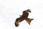 red kite