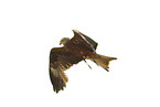 red kite