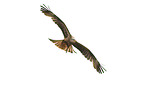 red kite