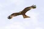 red kite