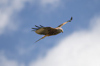 red kite