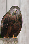 red kite