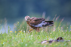 red kite