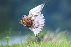 red kite