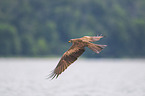 red kite