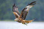 red kite