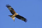 red kite