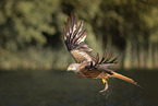 red kite