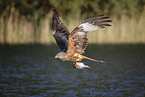 red kite