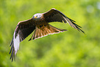 red kite