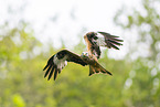 red kite