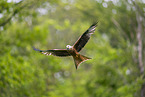 red kite