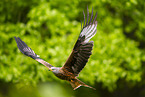red kite