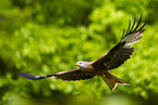 red kite