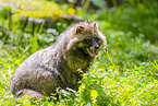 raccoon dog