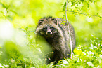 raccoon dog