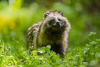 raccoon dog