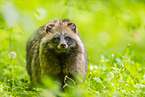 raccoon dog