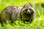 raccoon dog