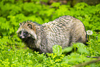 raccoon dog