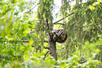 northern raccoon