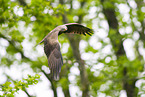 black kite