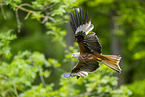 red kite