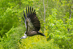 Griffon vulture