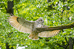Siberian Eagle Owl