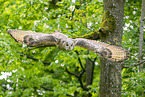 Siberian Eagle Owl