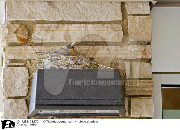 American robin / MBS-08272