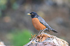 red robin