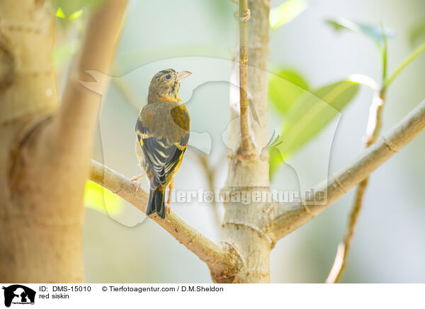red siskin / DMS-15010