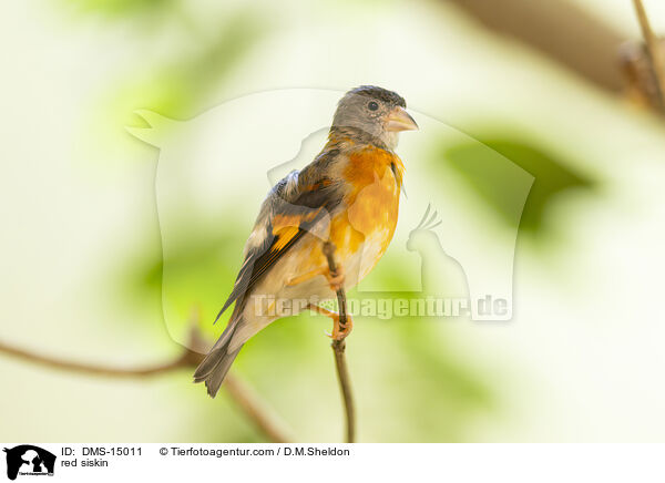 red siskin / DMS-15011