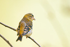 red siskin