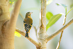 red siskin