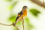 red siskin
