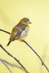 red siskin