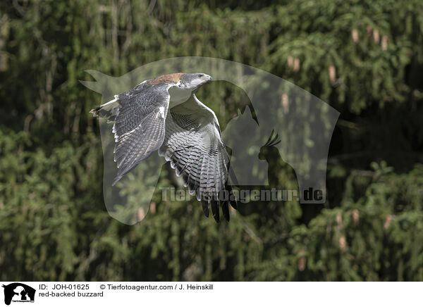 Rotrckenbussard / red-backed buzzard / JOH-01625