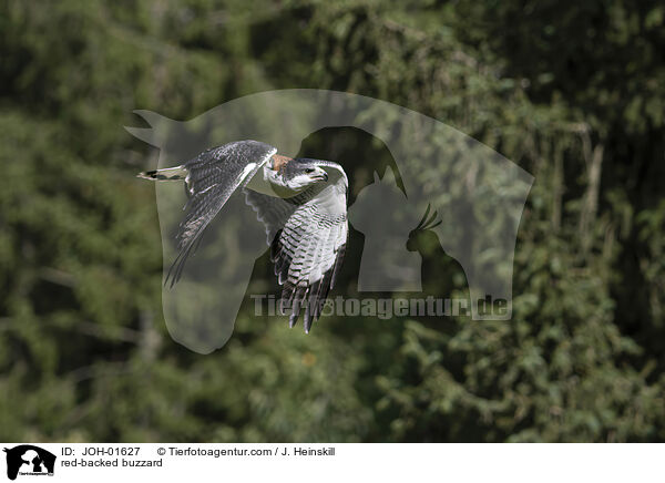 red-backed buzzard / JOH-01627