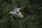 red-backed buzzard