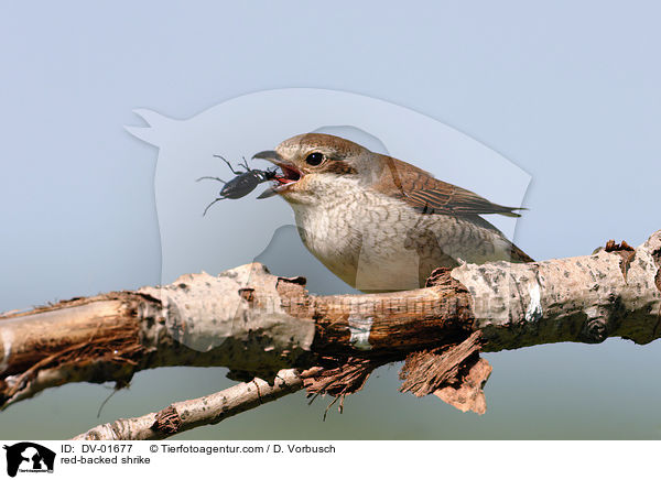 red-backed shrike / DV-01677