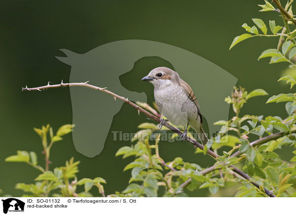 red-backed shrike / SO-01132