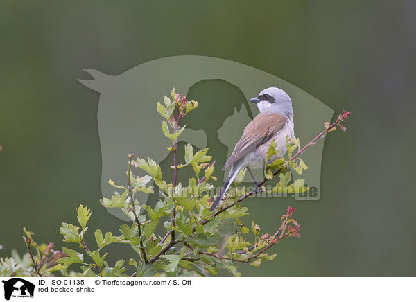 red-backed shrike / SO-01135