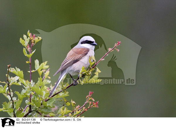 red-backed shrike / SO-01136