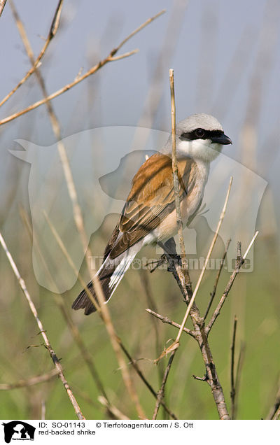 red-backed shrike / SO-01143