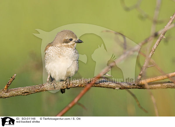 red-backed shrike / SO-01146